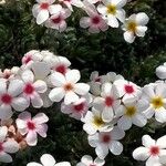 Androsace villosa Květ