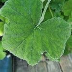 Pelargonium tomentosum Blatt