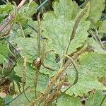 Chelidonium majus Fruit