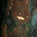 Chrysophyllum pomiferum Corteza