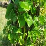 Schizostephanus alatus Leaf