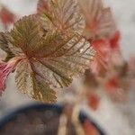 Physocarpus opulifoliusLeaf