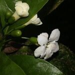 Bourreria costaricensis 花