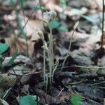 Orobanche uniflora Habit