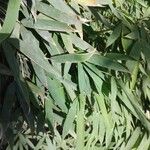 Phyllostachys sulphurea Hoja