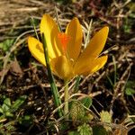 Crocus chrysanthus Bloem