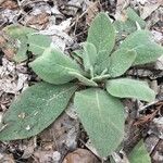 Verbascum thapsus葉