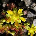 Saxifraga aizoides Blüte