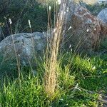 Bothriochloa barbinodis Συνήθη χαρακτηριστικά