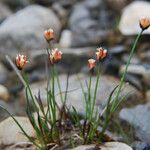 Juncus triglumis Habitus