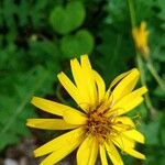 Aposeris foetida Flor