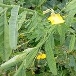 Crotalaria juncea Blad