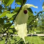 Davidia involucrata Кветка