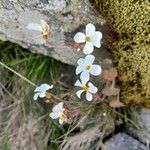 Saxifraga corsica Blatt