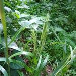 Elymus virginicus Leaf