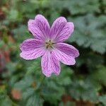 Geranium × oxonianum Cvet