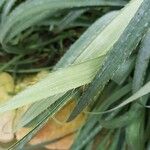 Eryngium paniculatum Leaf