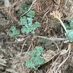 Artemisia frigida Blatt