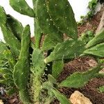 Opuntia dillenii Leht