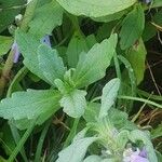 Ajuga integrifolia List