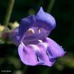 Penstemon laetus Flor