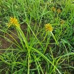 Cyperus grandibulbosus Hábito