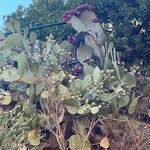 Opuntia ficus-indica Libunga
