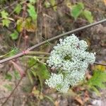 Seseli annuum 花