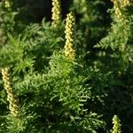 Ambrosia tenuifolia പുഷ്പം