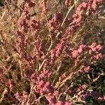 Chenopodium quinoaFlor