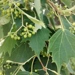 Tilia mongolica 葉