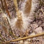 Polypogon maritimus 花