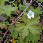 Geranium homeanum Агульны выгляд