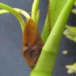 Stelis gelida Bark