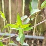 Gelsemium sempervirens Leaf