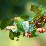 Crataegus persimilis ഇല