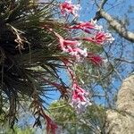 Tillandsia tenuifolia Flor