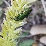 Koeleria vallesiana Flower