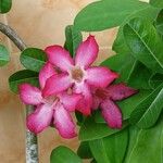 Adenium multiflorum Цвят