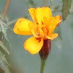 Tagetes tenuifolia Квітка