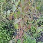 Cornus sanguinea Leaf