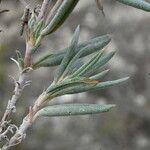 Helianthemum syriacum Lapas