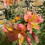 Alstroemeria ligtuFlower