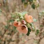 Sphaeralcea bonariensis Кветка