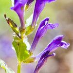 Scutellaria tuberosa Flor