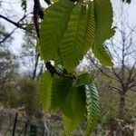 Castanea crenata 葉