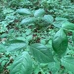 Staphylea trifolia Leaf