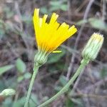 Hieracium glaucinum Flower