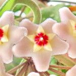 Hoya carnosa Квітка
