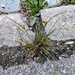 Juncus tenuis Habit